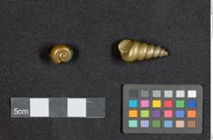 Foto (Frontalansicht) von Goldgewichte in Schneckenform (NHMW-ZOO-MO-0081100-ETH-129)